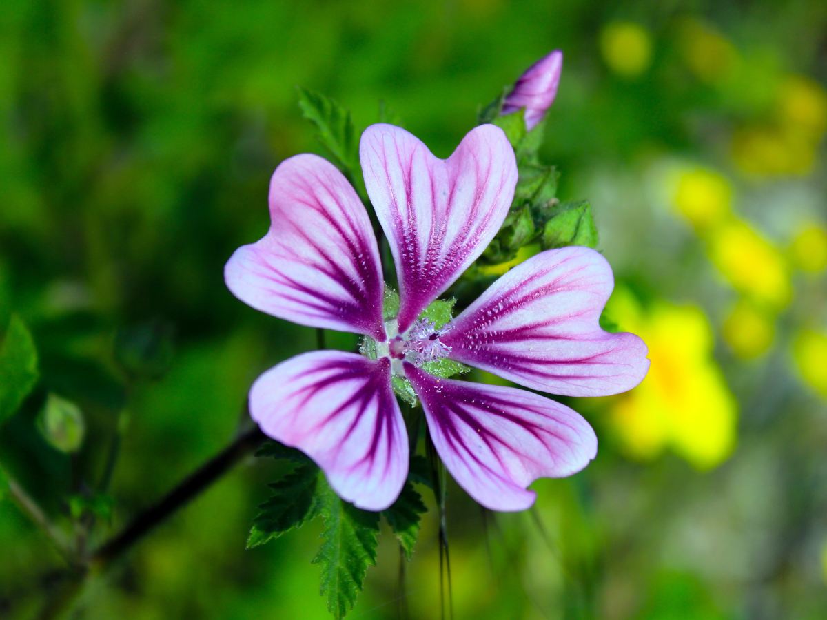 ‘None Like Him’ – Key notes from the book by Jen&nbsp;Wilkin